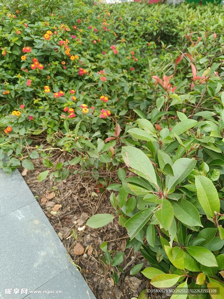 路边多彩绿植景观