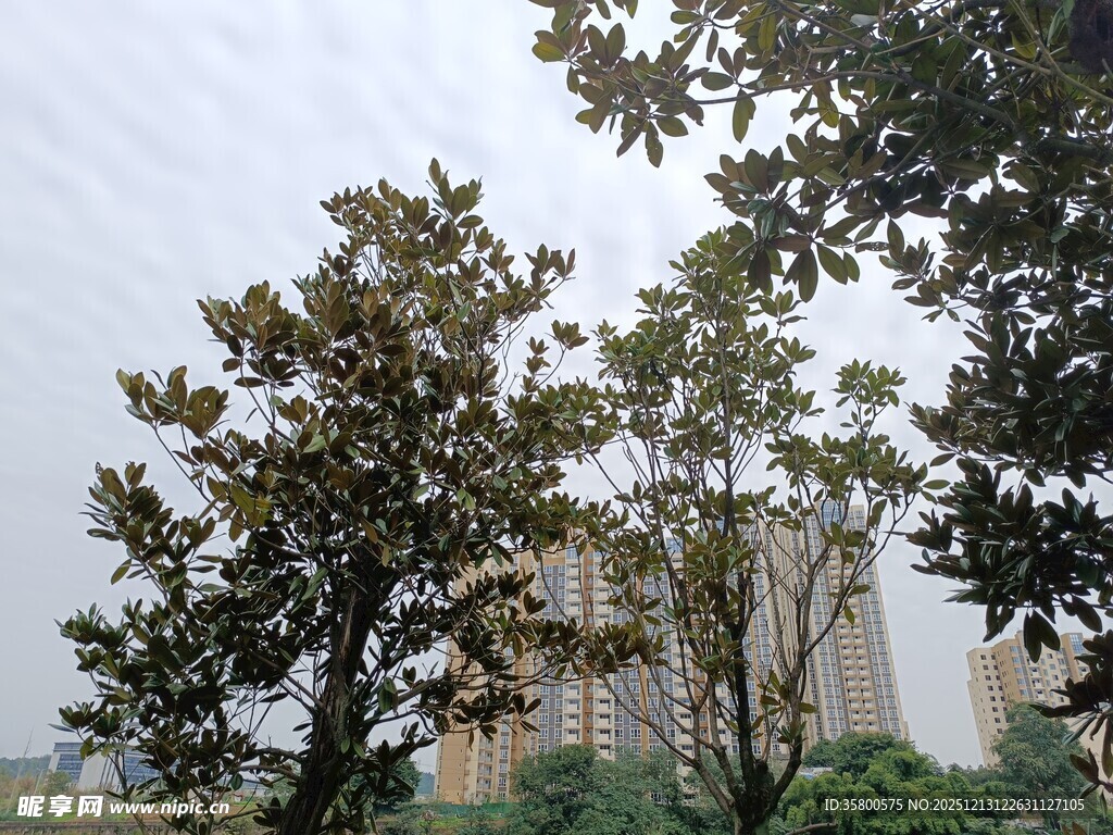 城市中的绿树景观