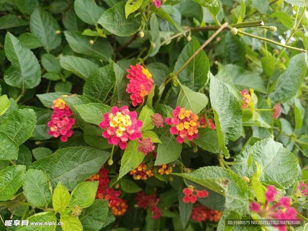 鲜艳多彩的马缨丹花卉