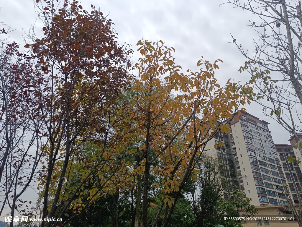 秋日树林旁的高楼景观