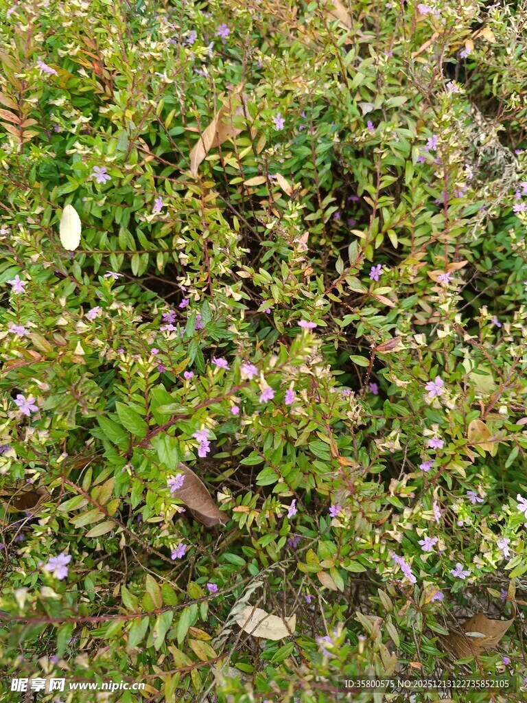 绿叶白花的繁茂灌木丛