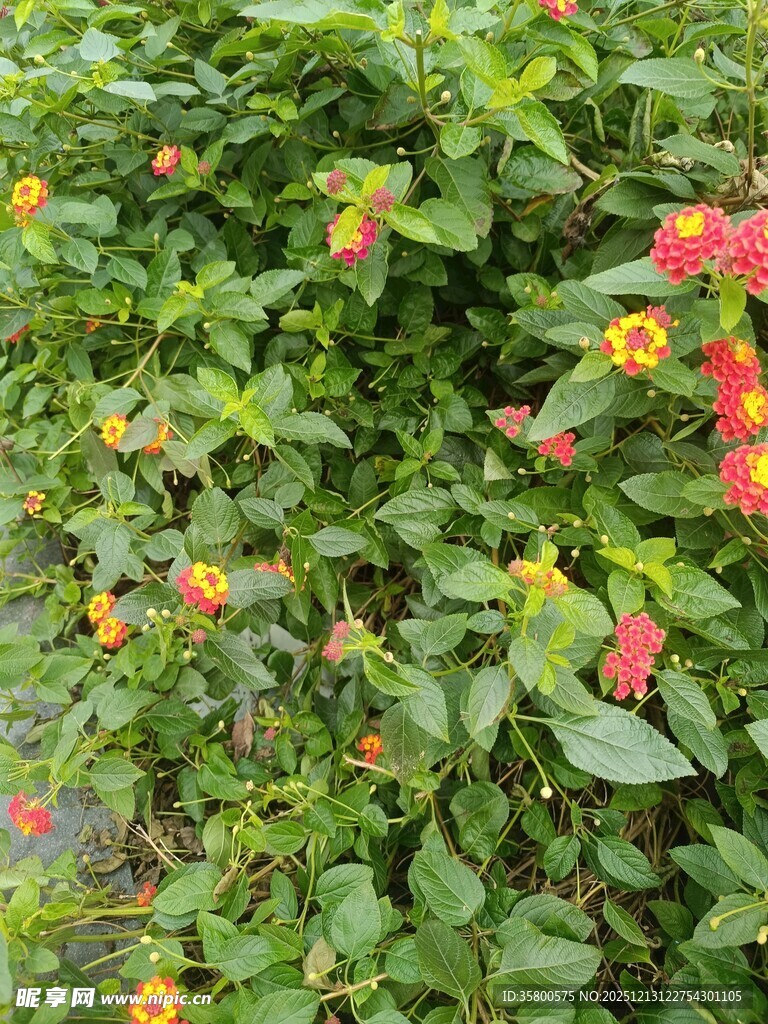 多彩花卉植物景观