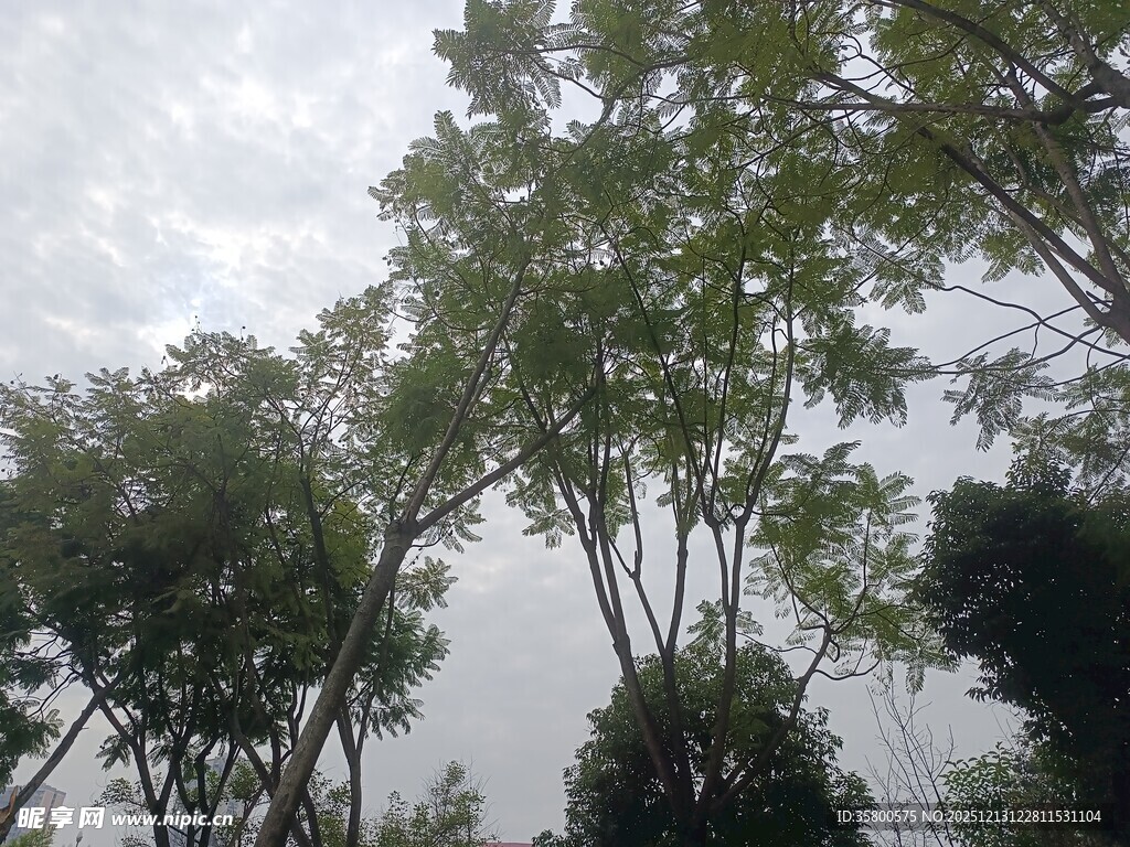 绿树映灰天的自然景致