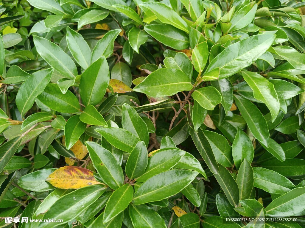 翠绿繁茂的植物叶片