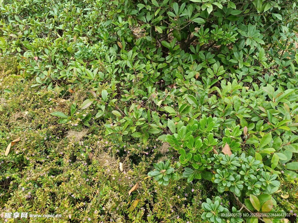 绿意盎然的草地植物景观