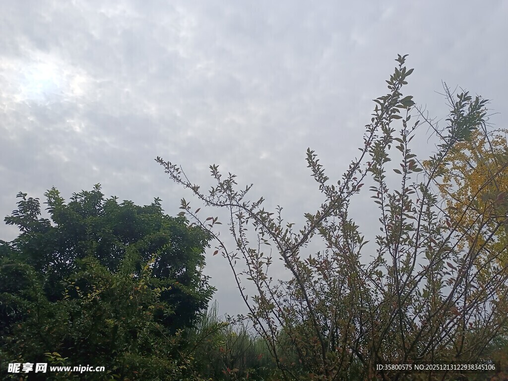 野外植物与多云天空景象