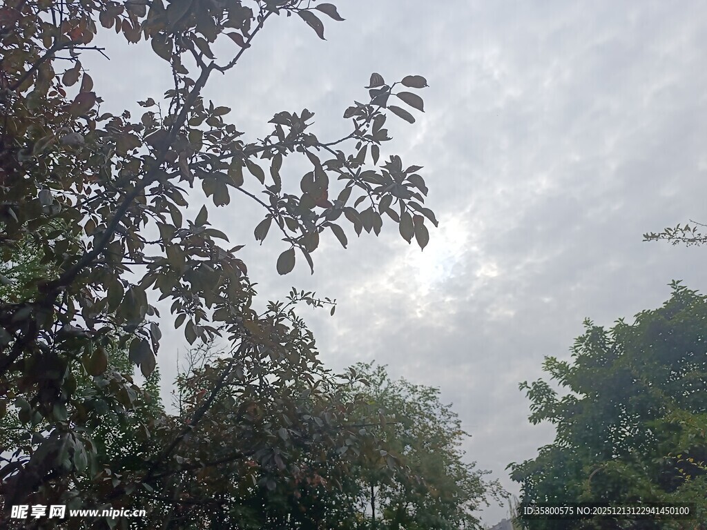 阴天中的繁茂树木