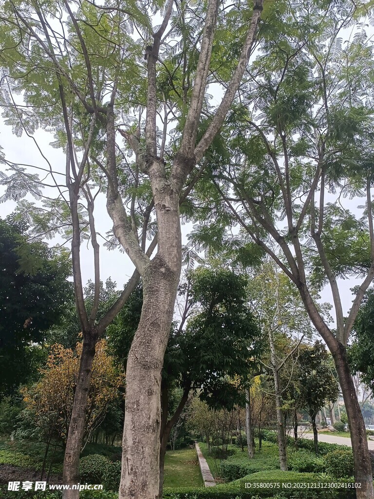 公园内葱郁树木与小径