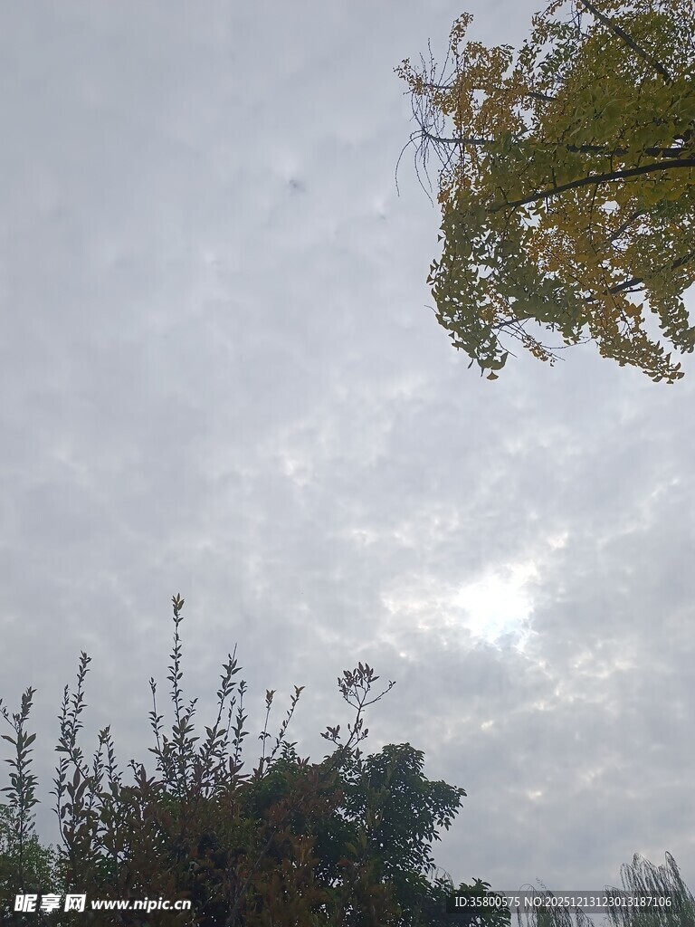 阴天中的树木与天空