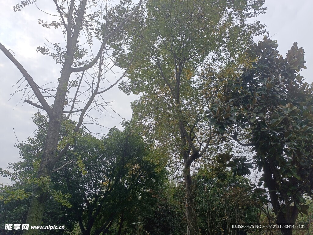 茂密树林中的树木景观