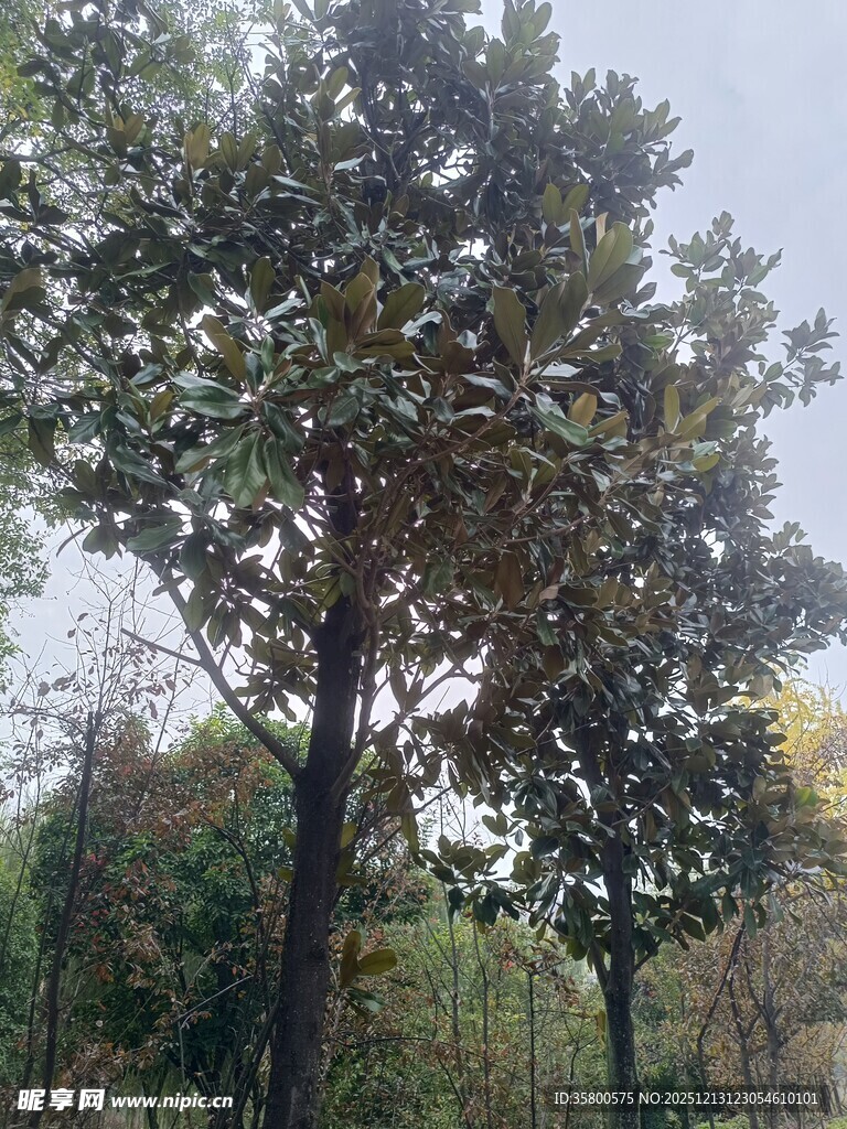 户外树林中的茂盛树木