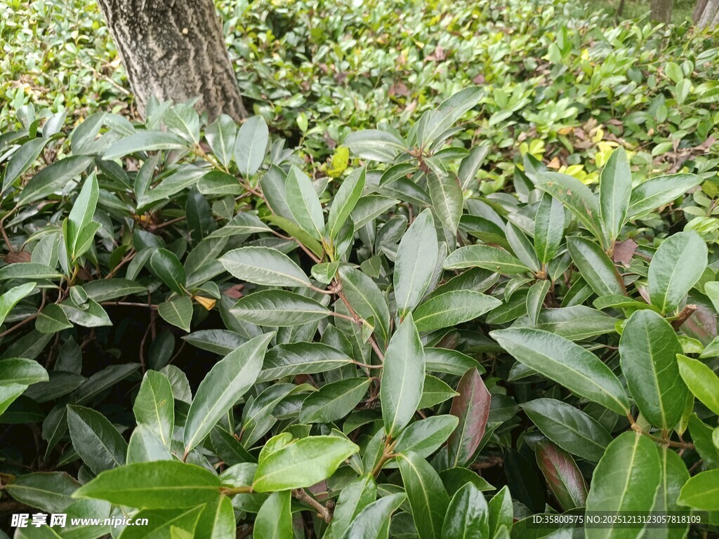 绿叶繁茂的植物景观