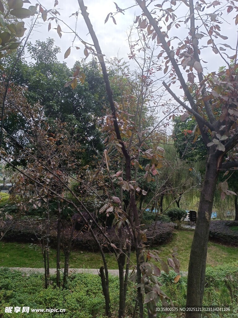 秋日公园树木景致