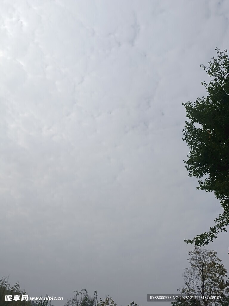 阴天中的树木与朦胧天空