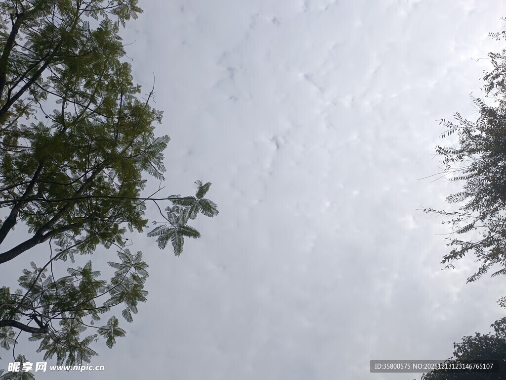 天空下的树木景致