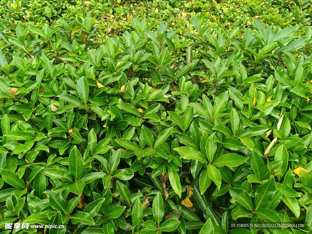 翠绿繁茂的绿植景观