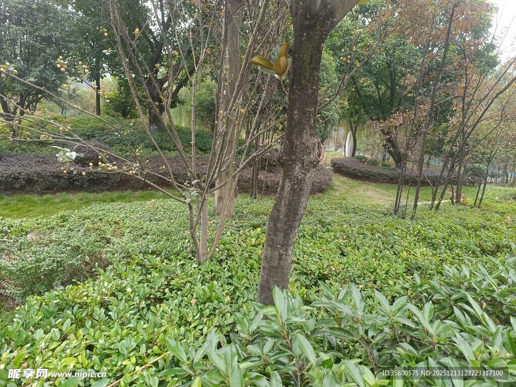 林间绿意盎然的植被景观