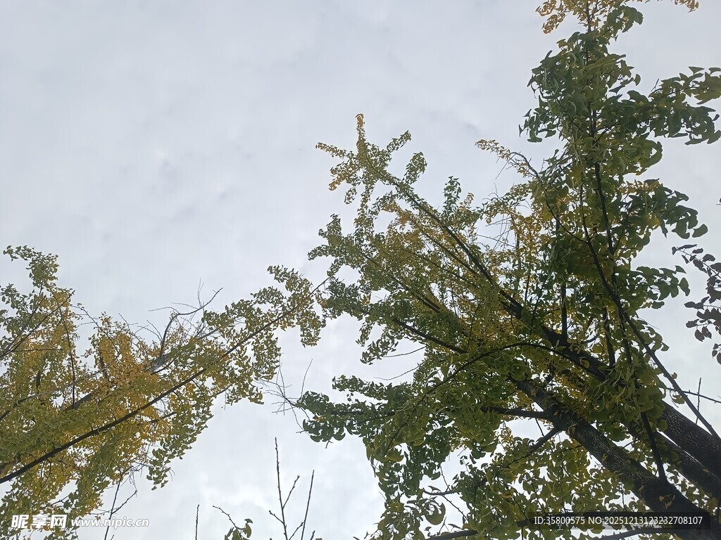 仰视视角下的繁茂绿树