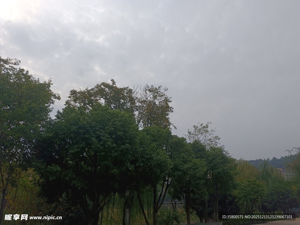 阴天中的葱郁树林