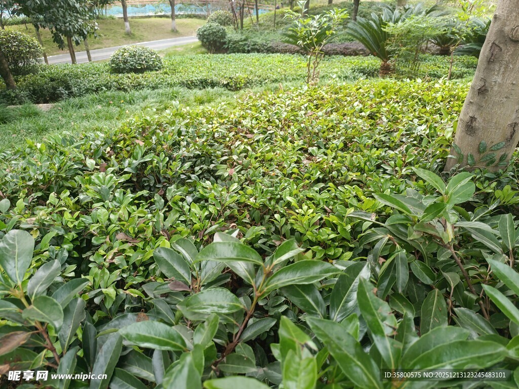 绿意盎然的园林植物景观