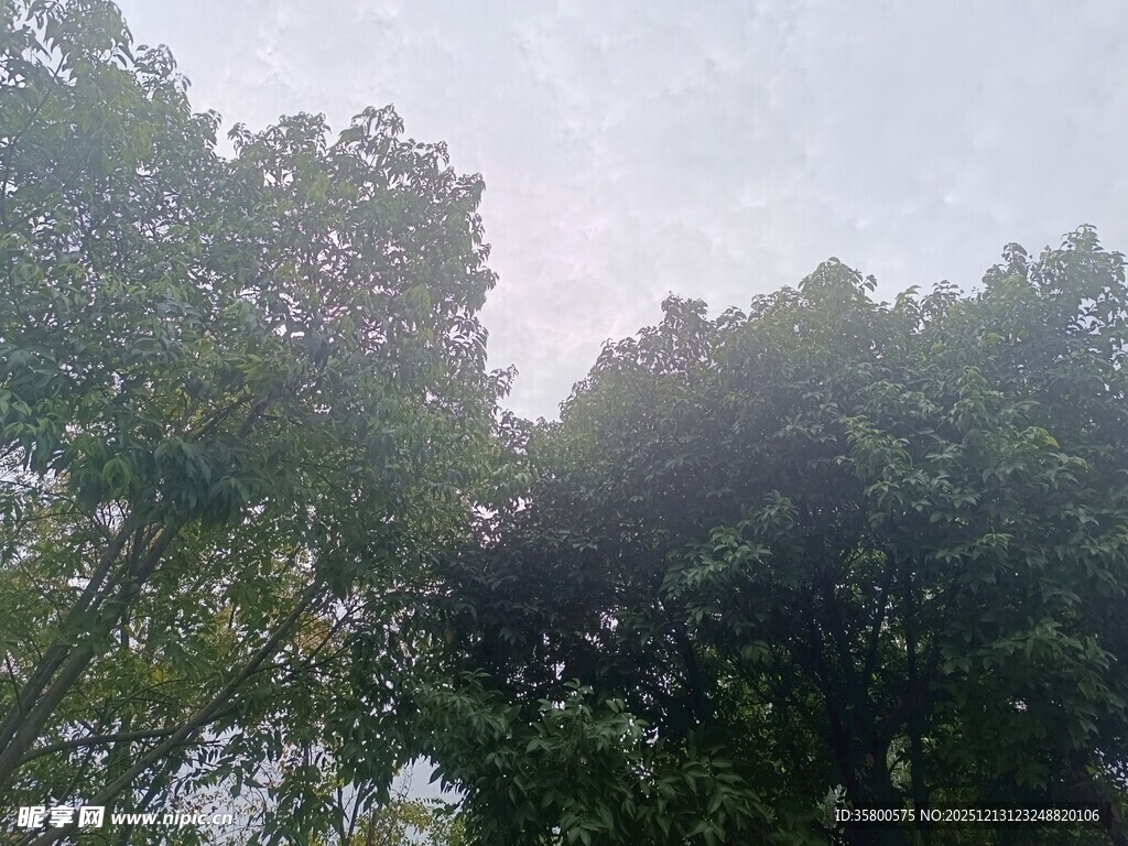 绿树成荫的自然景象