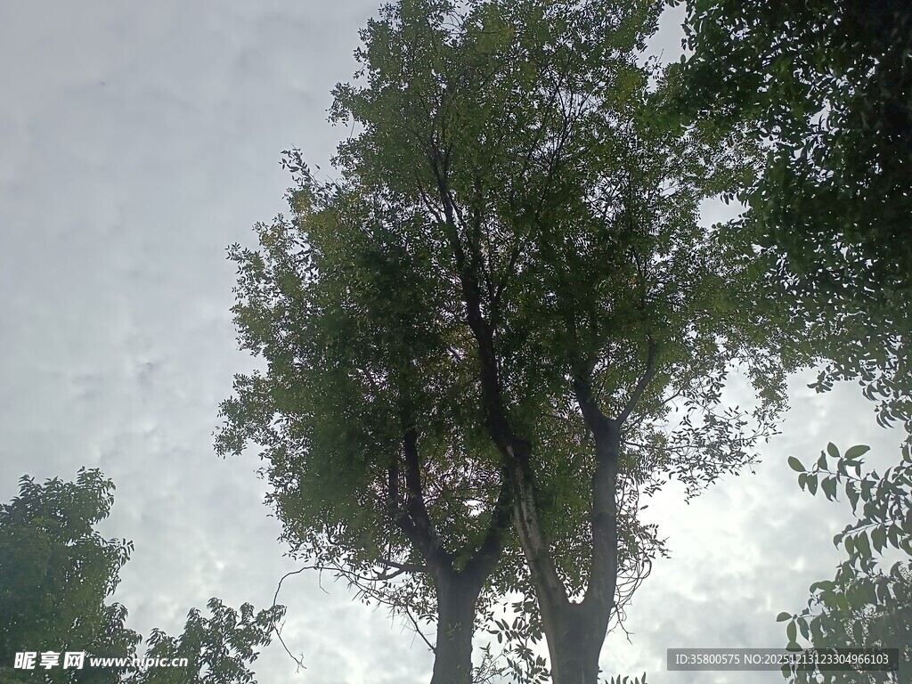 仰视下的葱郁树木