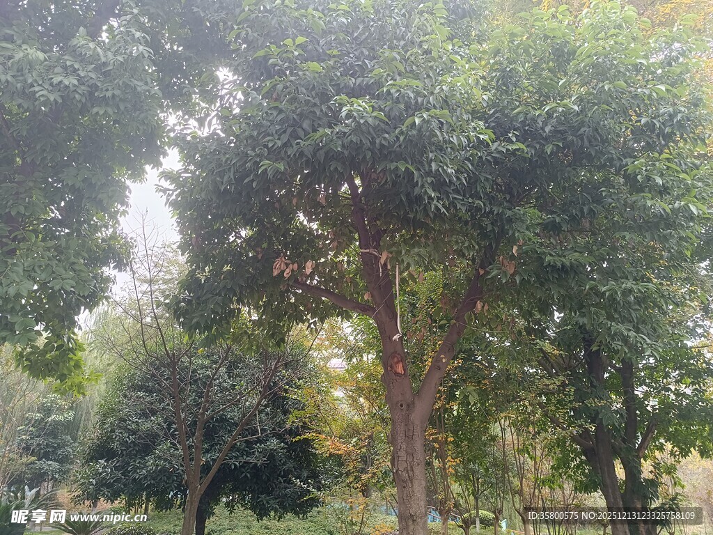 秋日林间树木景观