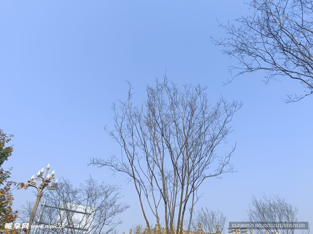 冬日蓝天枯树景象