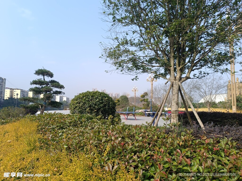 秋日公园绿植景观