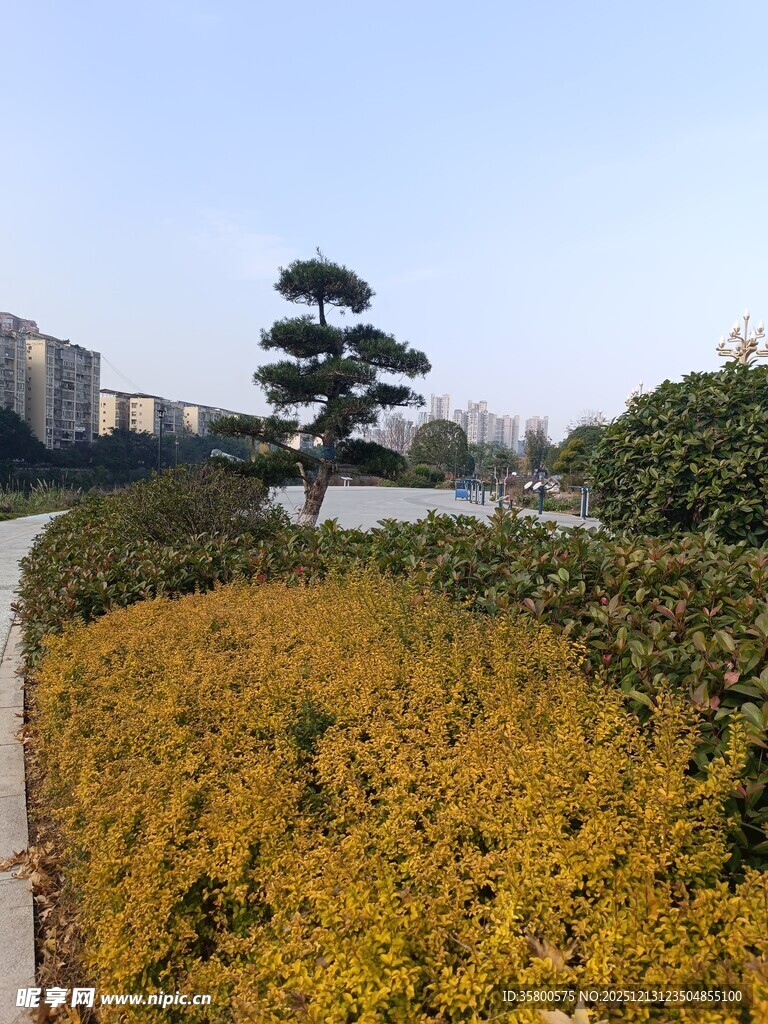 秋日园林景观中的造型树木