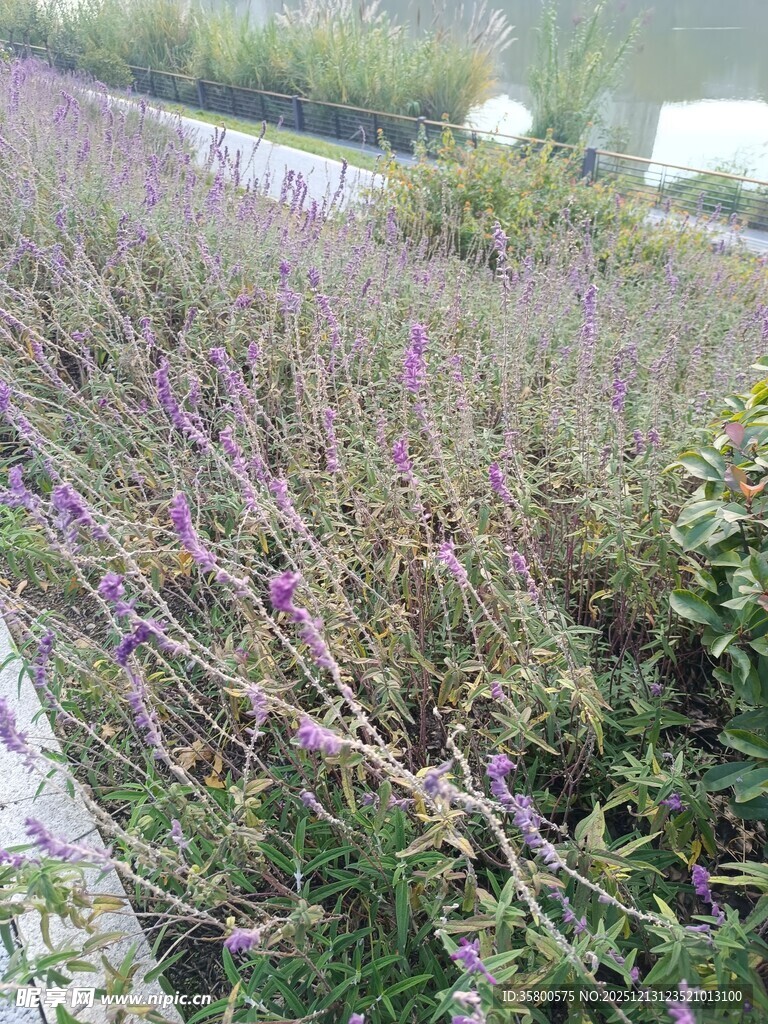 紫色花丛中的繁茂植物