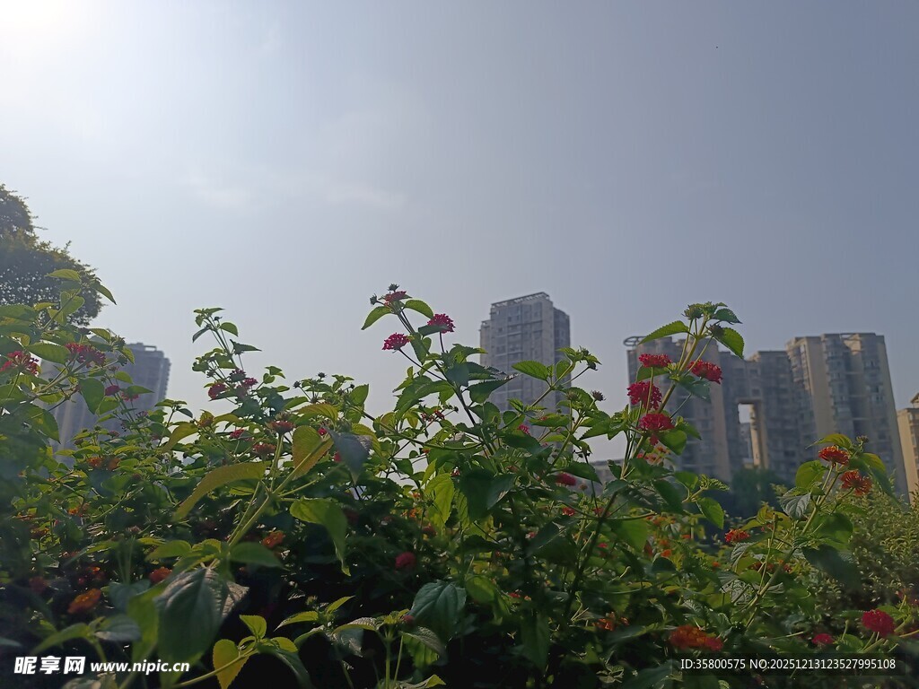 城市绿植间的高楼景观