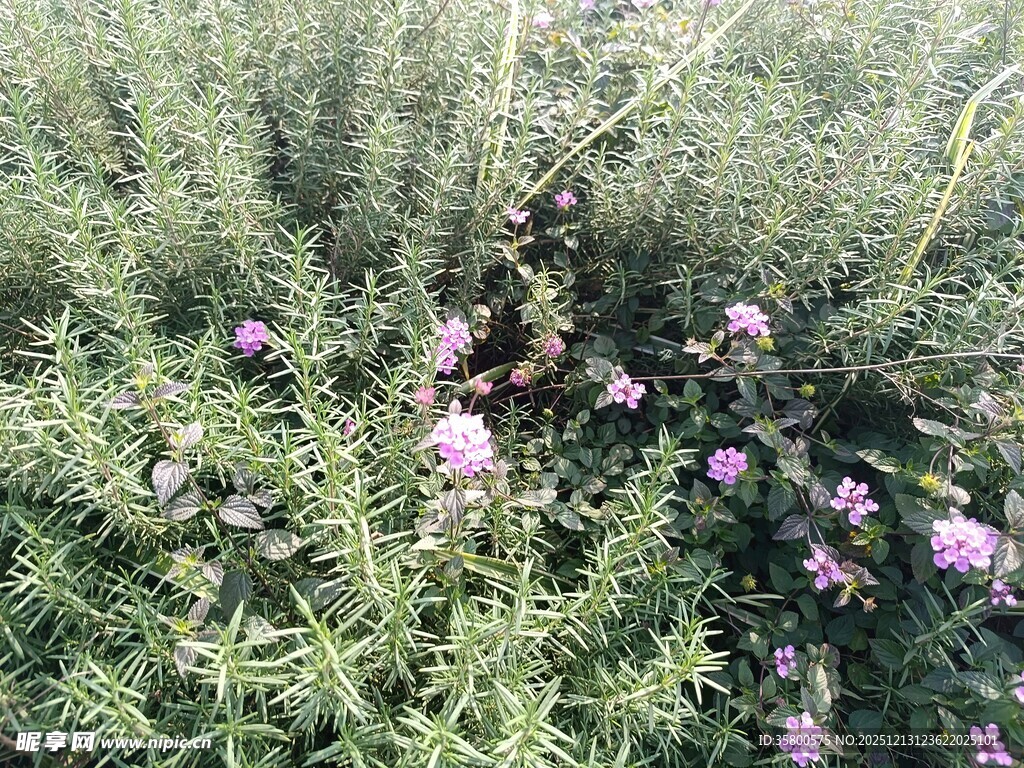 紫色小花绽放于绿植间