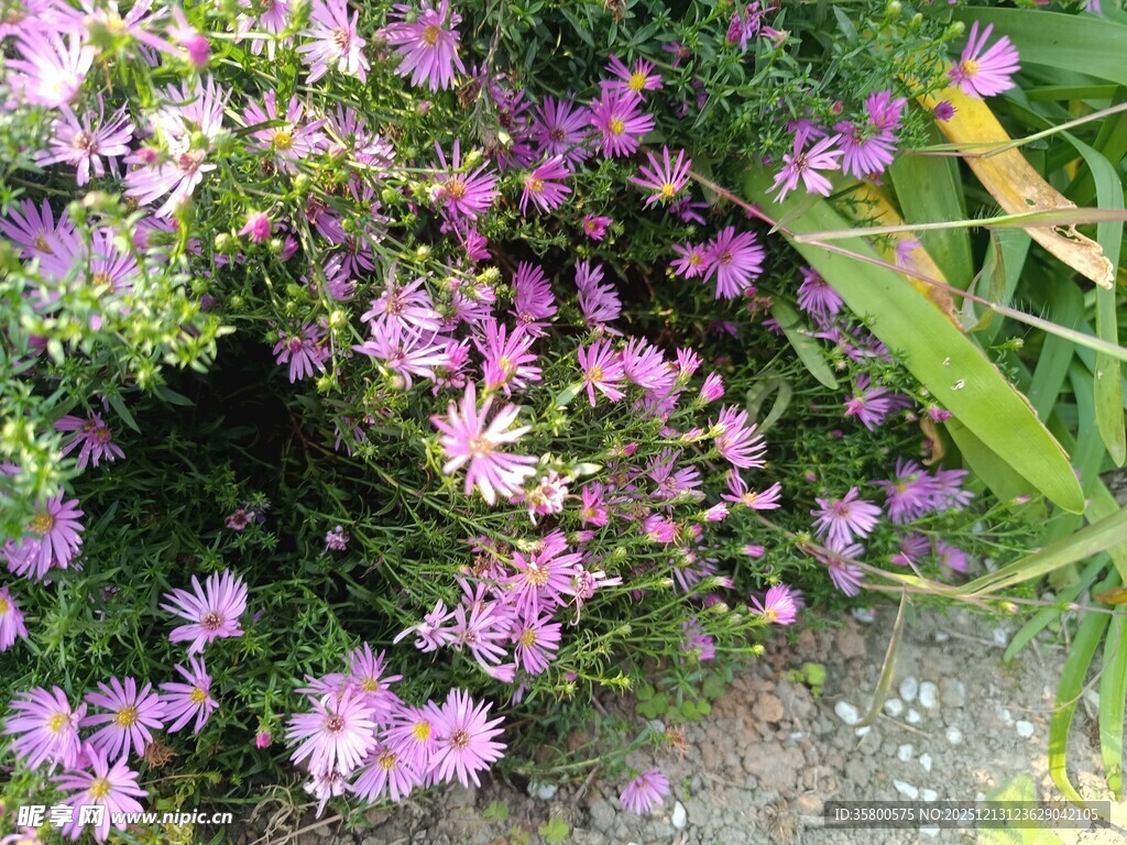 紫色小花绽放于绿叶间