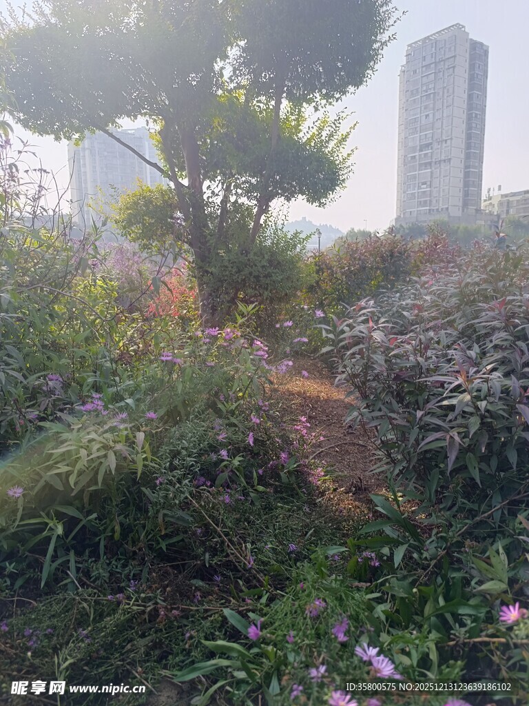 城市中的自然绿植景观