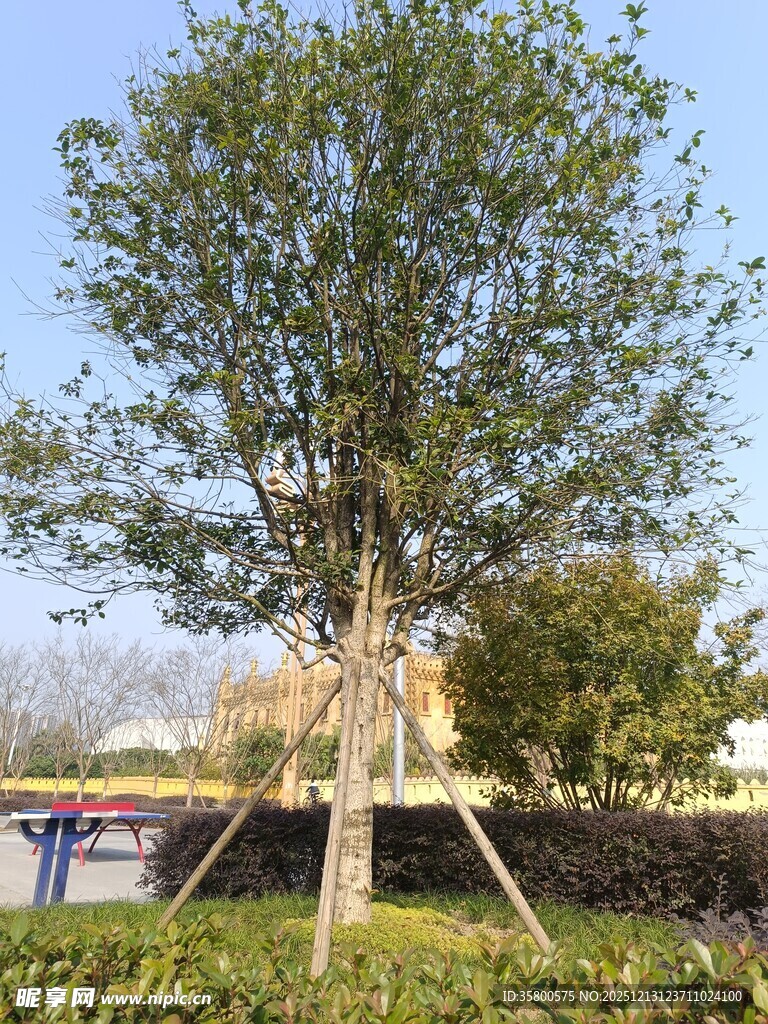 单棵绿树立于户外草坪