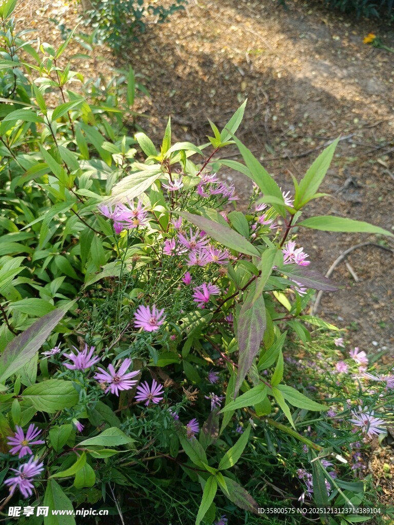 紫色小花在绿植中绽放