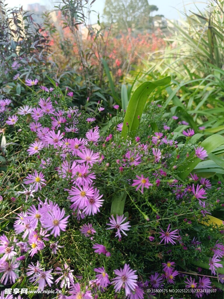 烂漫紫花绽放于绿野间