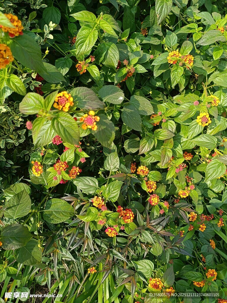 绿叶间的橙色小花绽放