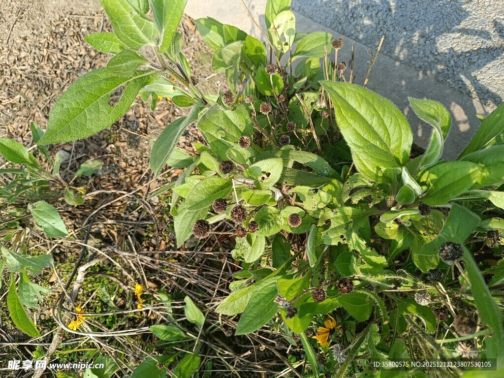 绿叶繁茂的小植物