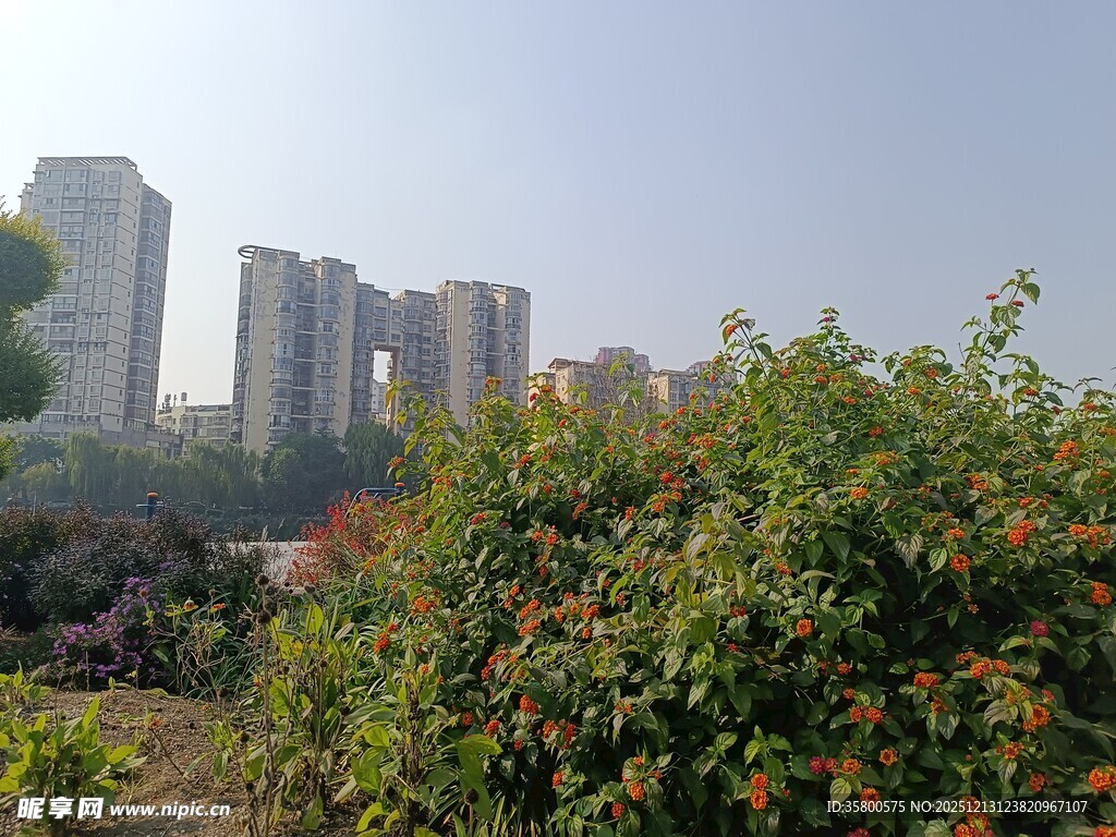 城市绿植旁的高楼景观