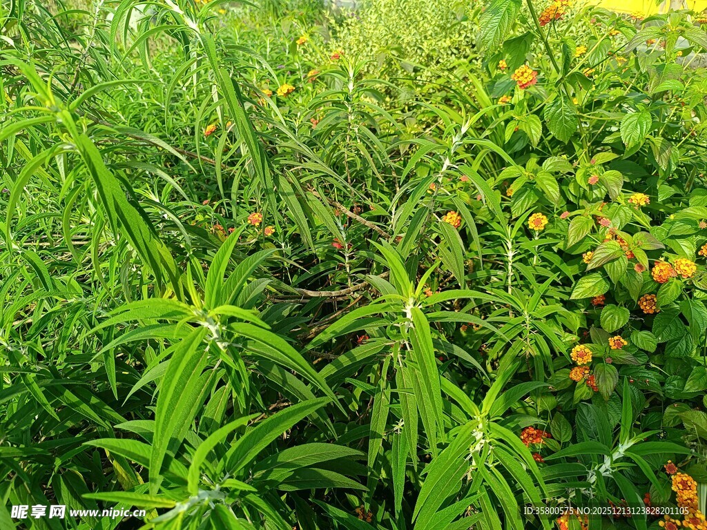 繁茂绿植间的多彩小果实