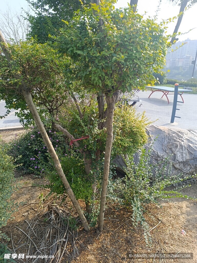 户外造型独特的绿植景观