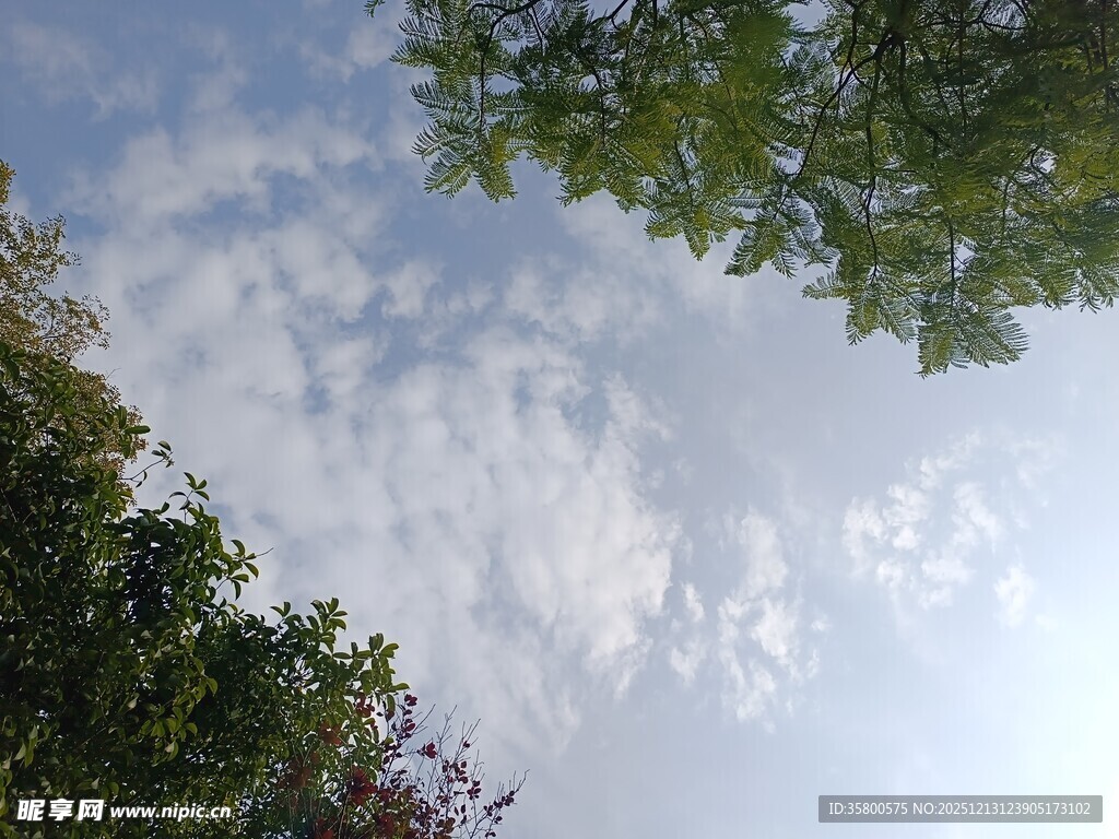 仰望天空的绿树与白云