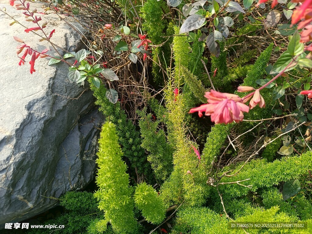 岩石旁的多彩花卉绿植