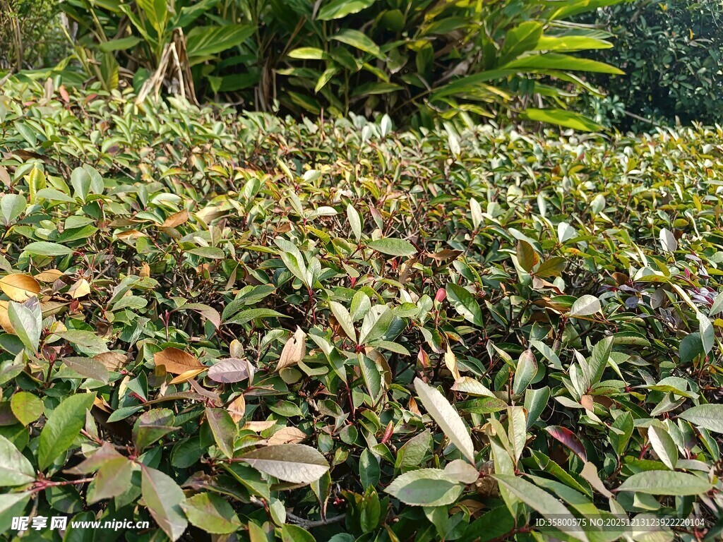 繁茂绿植景观
