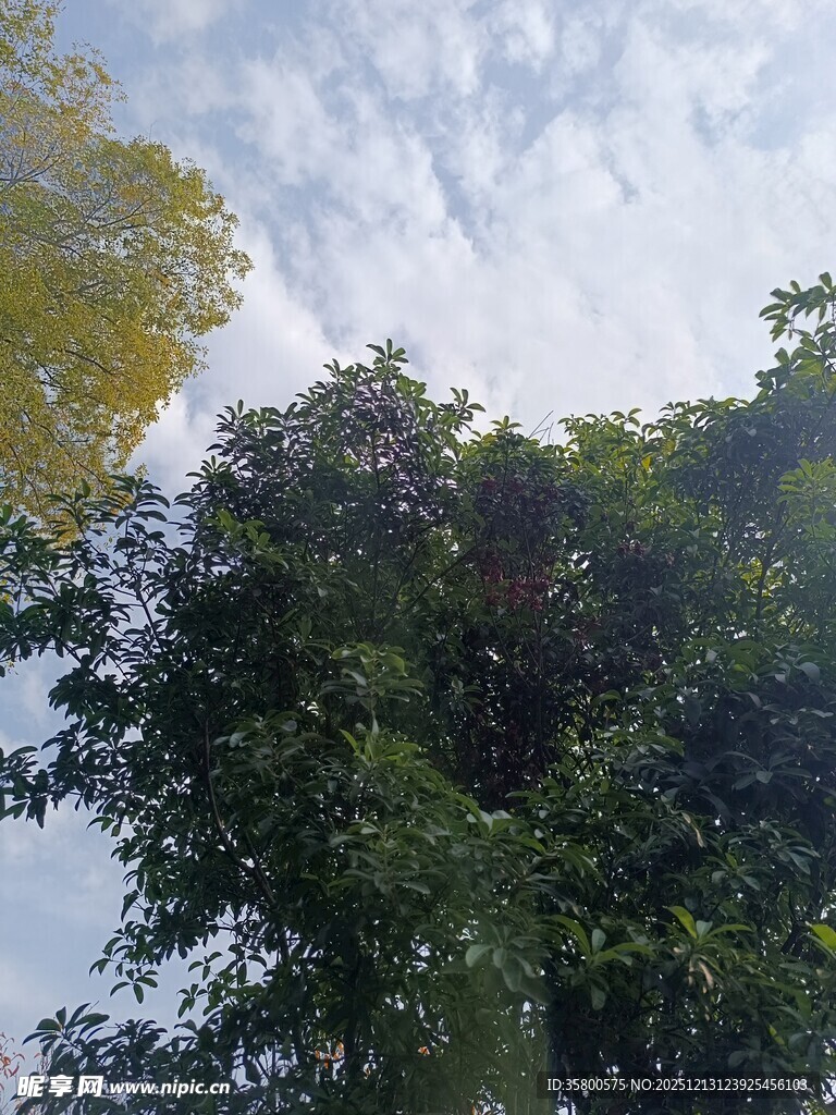 绿树蓝天间的自然景致