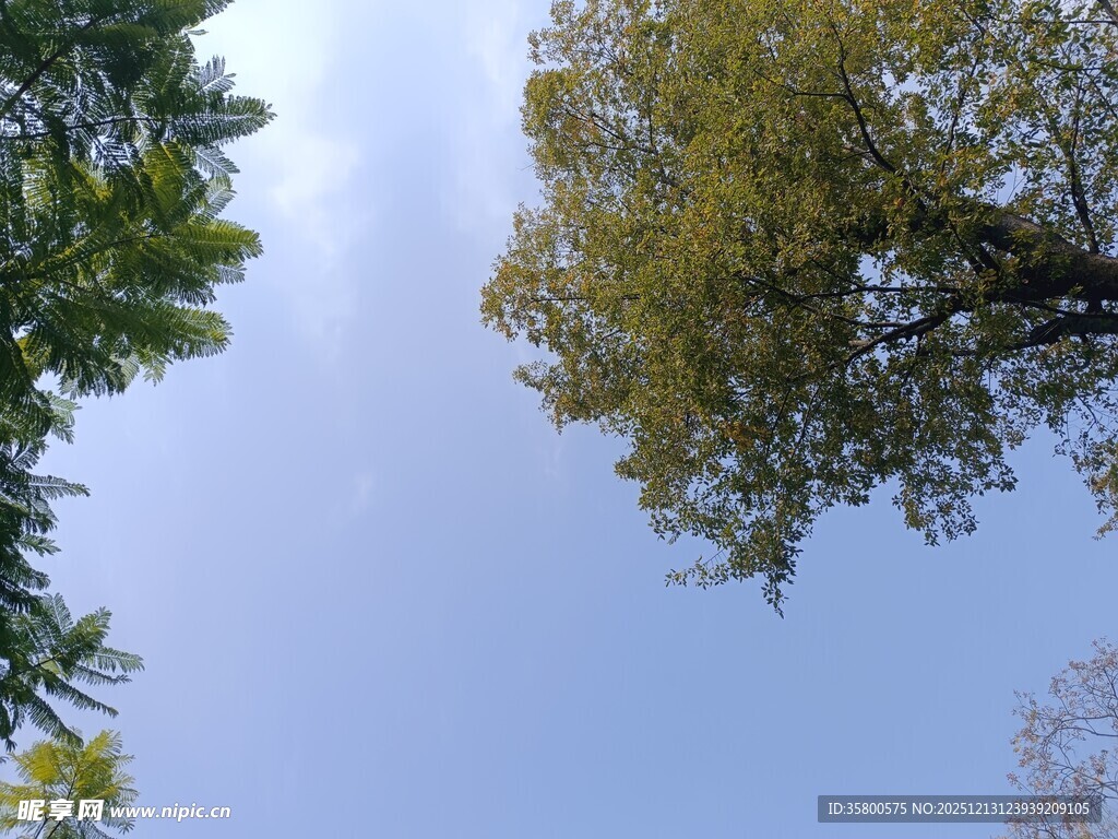 仰望蓝天绿树