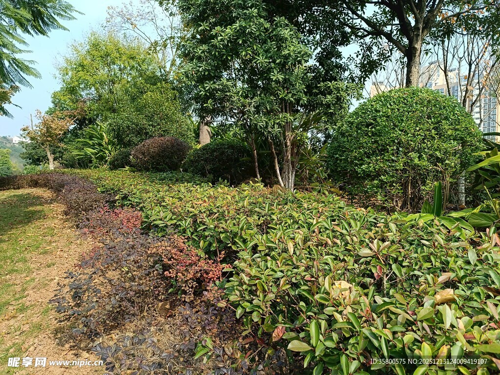 绿意盎然的多彩植物景观