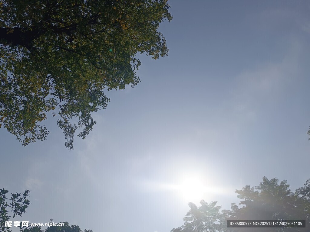 阳光下的树梢与蓝天